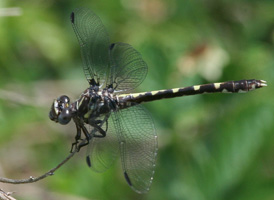 Common Sanddragon